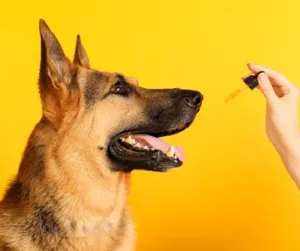 cannabis medicinal para mascotas