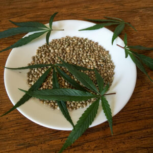 produccion y uso de semillas de cáñamo industrial