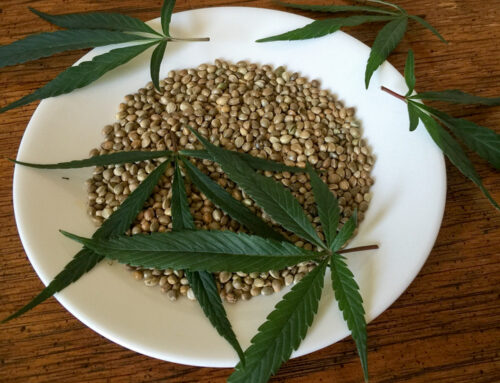 La producción y uso de semillas de cáñamo industrial