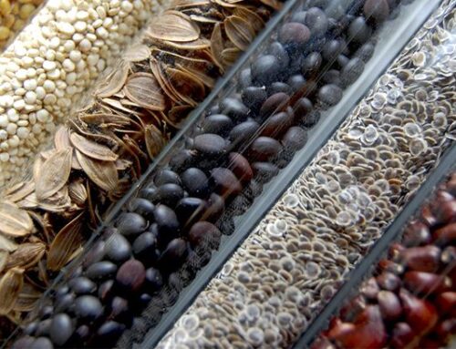 Tendencias Legales en Bancos de Semillas: Lo que Debes Saber para Mantener tu Negocio a Salvo