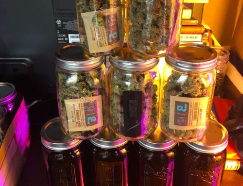 Cómo gestionar el cannabis en una Asociación