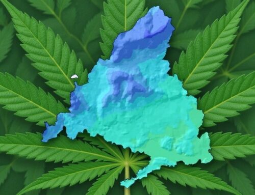 Autocultivo en clubes de cannabis en Madrid